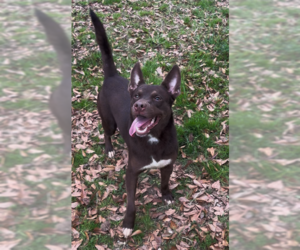 Highland - Male Australian Kelpie-Australian Shepherd Mix Dog for Adoption - Photo #2