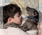 Small #10 Catahoula Leopard Dog Mix