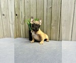 Puppy Archer French Bulldog