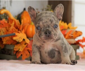 French Bulldog Puppy for sale in FREDERICKSBG, OH, USA