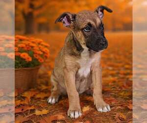Sylvie 26/794 - Female American Pit Bull Terrier-Unknown Mix Dog for Adoption - Photo #4
