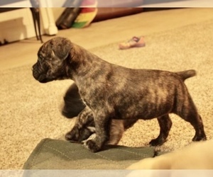Cane Corso Puppy for sale in CASA GRANDE, AZ, USA