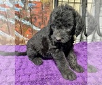 Small Photo #19 Labradoodle Puppy For Sale in CRAIG, NE, USA