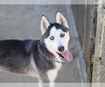 Small Siberian Husky