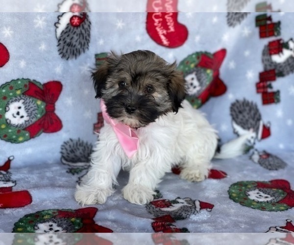 Medium Photo #2 Havanese Puppy For Sale in LANCASTER, PA, USA
