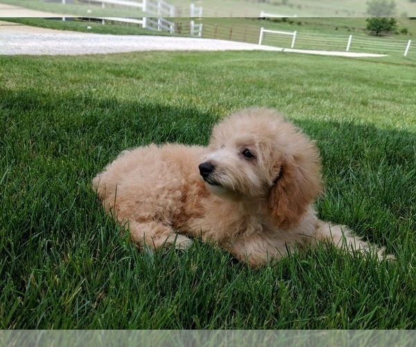 Medium Photo #4 Poodle (Miniature) Puppy For Sale in FREDERICKSBURG, OH, USA