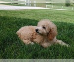 Small Photo #4 Poodle (Miniature) Puppy For Sale in FREDERICKSBURG, OH, USA