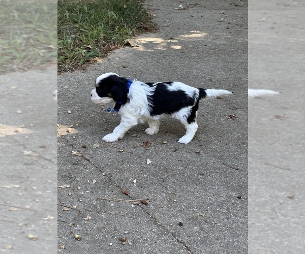 Medium Photo #8 Cavachon Puppy For Sale in GREENVILLE, MO, USA