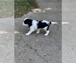Small #7 Cavachon