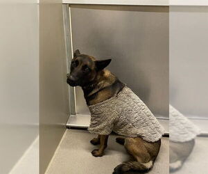 Mutt Dogs for adoption in Modesto, CA, USA