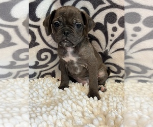 Pug-Puggle Mix Puppy for sale in PARAGON, IN, USA