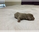 Small Photo #1 Weimaraner Puppy For Sale in SCHERTZ, TX, USA