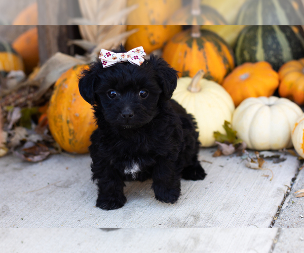 Medium Photo #3 YorkiePoo Puppy For Sale in MILLERSBURG, IN, USA