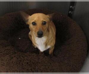 Chiweenie Dogs for adoption in Orange, CA, USA