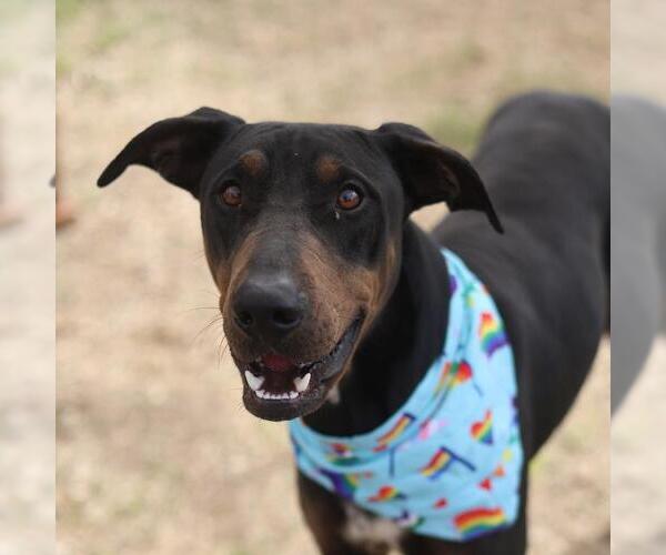 Medium Photo #1 Doberman Pinscher-Unknown Mix Puppy For Sale in San Antonio, TX, USA
