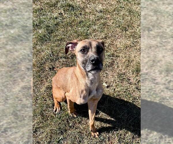 Medium Photo #2 Boxer-Unknown Mix Puppy For Sale in Lee's Summit, MO, USA