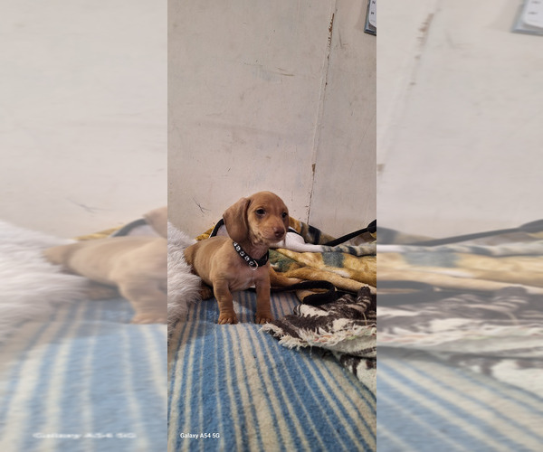 Medium Photo #7 Dachshund Puppy For Sale in TWENTYNINE PALMS, CA, USA