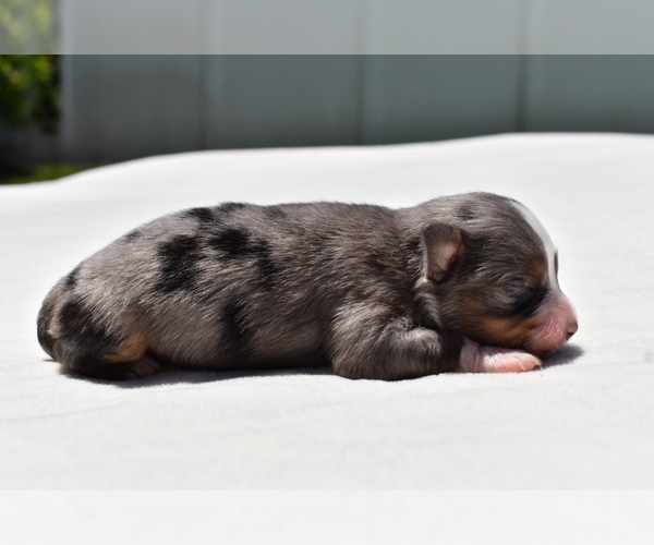 Medium Photo #5 Miniature Australian Shepherd Puppy For Sale in PALM COAST, FL, USA