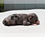 Small #4 Miniature Australian Shepherd