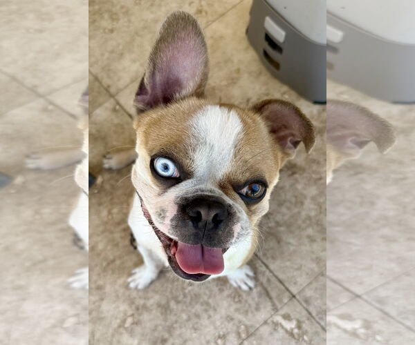 Medium Photo #3 Boston Terrier Puppy For Sale in Boca Raton, FL, USA