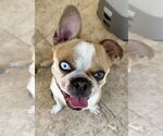 Small #2 Boston Terrier