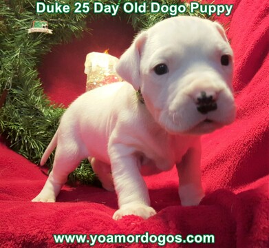 Medium Photo #67 Dogo Argentino Puppy For Sale in JANE, MO, USA