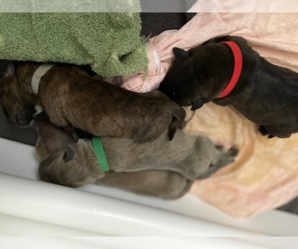 Medium Photo #8 Cane Corso Puppy For Sale in WALTERS, OK, USA