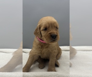Golden Retriever Dog for Adoption in FREDERICKSBG, Ohio USA
