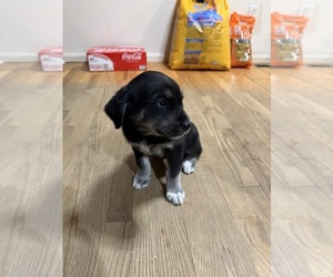 Golden Retriever-Huskies  Mix Puppy for sale in FORT COLLINS, CO, USA