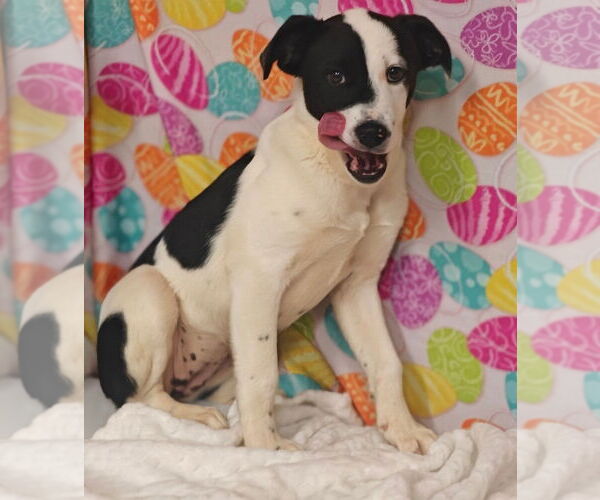 Medium Photo #2 Border-Aussie Puppy For Sale in Talladega, AL, USA