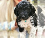 Small Photo #2 Goldendoodle Puppy For Sale in TIMMONSVILLE, SC, USA