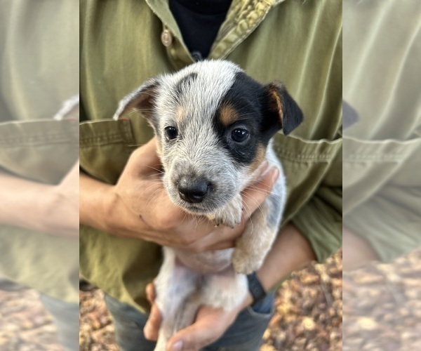 Medium Photo #4 Australian Cattle Dog Puppy For Sale in OREGON HOUSE, CA, USA