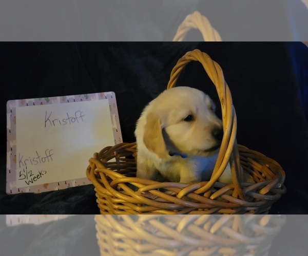 Medium Photo #36 Golden Retriever Puppy For Sale in VOORHEES, NJ, USA