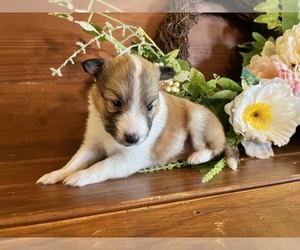 Shetland Sheepdog Puppy for sale in KINGSPORT, TN, USA
