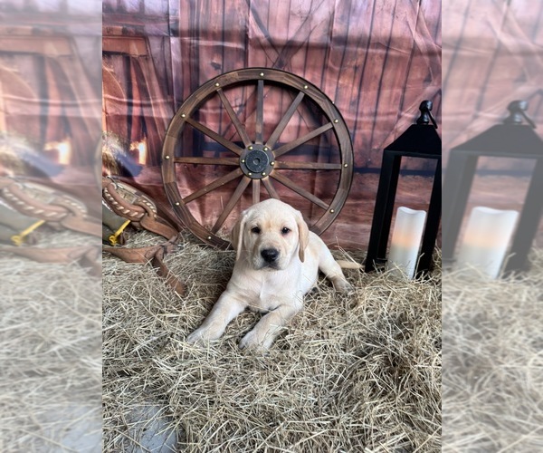 Medium Photo #5 Labrador Retriever Puppy For Sale in BROOKSVILLE, FL, USA