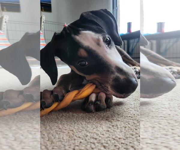 Medium Photo #5 Unknown-Whippet Mix Puppy For Sale in Virginia Beach, VA, USA