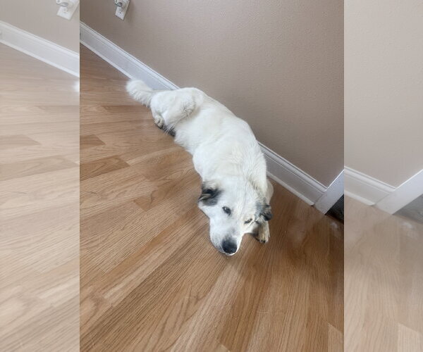 Medium Photo #2 Great Pyrenees-Unknown Mix Puppy For Sale in Houston, TX, USA