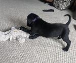 Puppy Purple German Shorthaired Lab