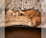 Small #28 American Pit Bull Terrier Mix
