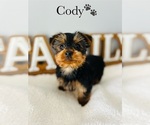 Small Photo #11 Yorkshire Terrier Puppy For Sale in MURFREESBORO, TN, USA