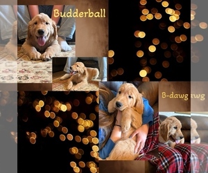 Golden Retriever Puppy for sale in MARSHALL, IL, USA