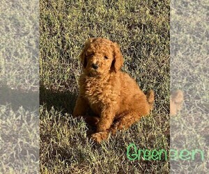 Goldendoodle Puppy for sale in FRONTENAC, KS, USA