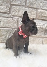 French Bulldog Puppy for sale in DURANT, OK, USA