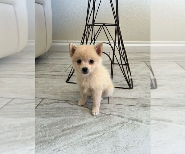 Medium Photo #10 Pomsky Puppy For Sale in PORTERVILLE, CA, USA