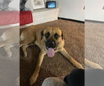 Small #5 Mastiff