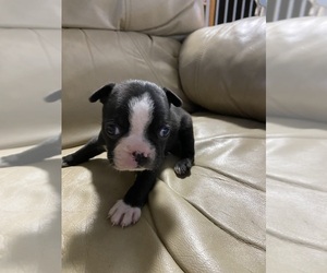Boston Terrier Dog for Adoption in ROANOKE, Virginia USA