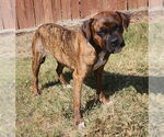 Small #3 Boxer Mix