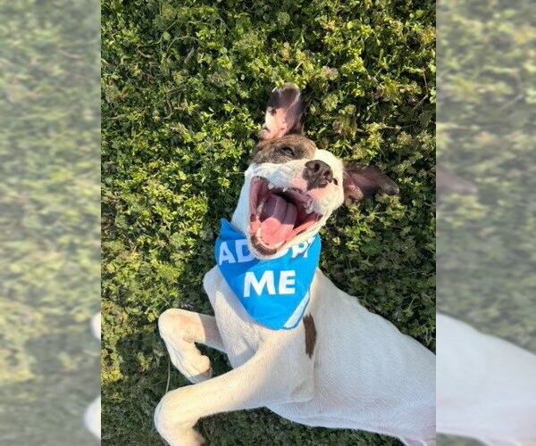 Medium Photo #5 Mutt Puppy For Sale in Claremore, OK, USA