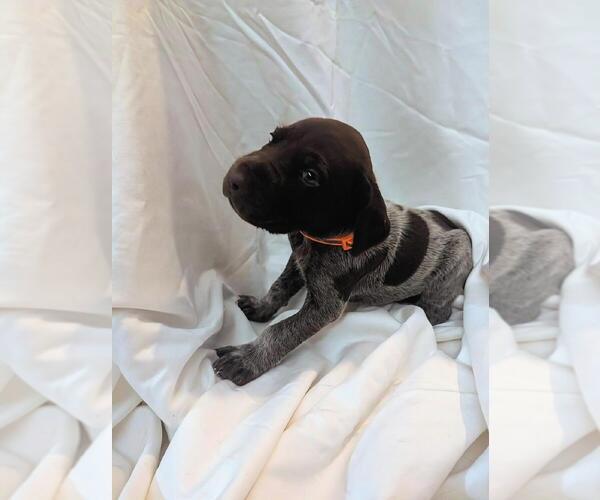 Medium Photo #2 German Shorthaired Pointer Puppy For Sale in CABOT, AR, USA