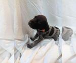 Small #1 German Shorthaired Pointer
